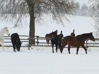 Beste Schneebedingungen auf der Alb- Wellness für unsere Pferde 