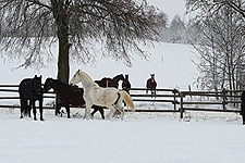 Beste Schneebedingungen auf der Alb- Wellness für unsere Pferde 